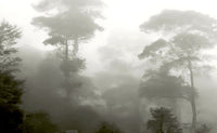 Forêt Mystique