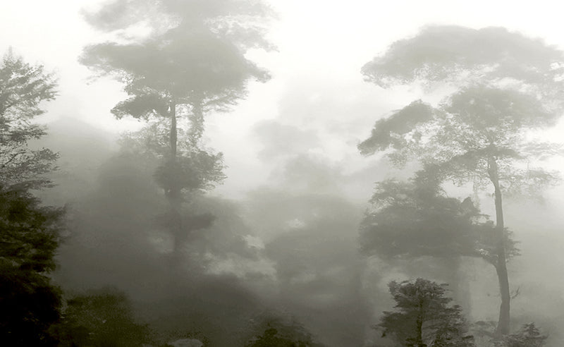 Forêt Mystique